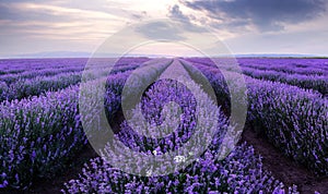 Lavender fields. Beautiful image of lavender field. photo