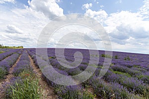 Lavender fields. Beautiful image of lavender field