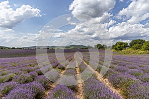 Lavender fields. Beautiful image of lavender field