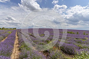 Lavender fields. Beautiful image of lavender field