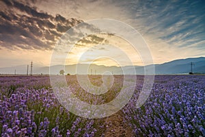 Lavender fields. Beautiful image of lavender field