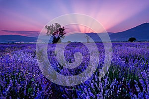 Lavender fields. Beautiful image of lavender field. Summer sunset landscape, contrasting colors.