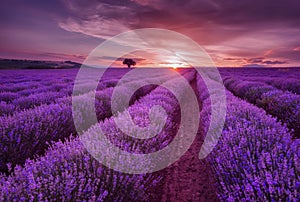 Lavender fields. Beautiful image of lavender field. Summer sunset landscape, contrasting colors.