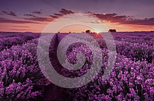 Lavender fields. Beautiful image of lavender field. Summer sunset landscape, contrasting colors.