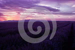 Lavender fields. Beautiful image of lavender field. Summer sunset landscape, contrasting colors.