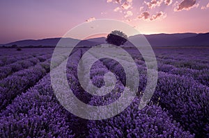 Lavender fields. Beautiful image of lavender field. Summer sunset landscape, contrasting colors. Dark clouds, dramatic sunset.