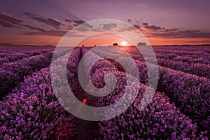 Lavender fields. Beautiful image of lavender field. Summer sunset landscape, contrasting colors. Dark clouds, dramatic sunset.