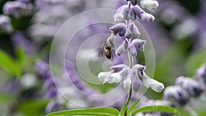 Lavender fields with bee closeup.