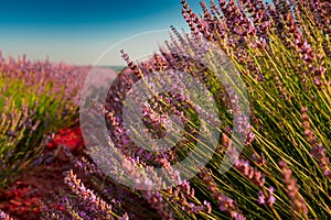 Lavender fields bloom