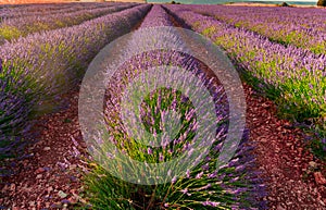 Lavender fields bloom