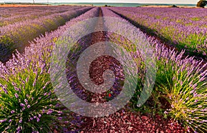 Lavender fields bloom