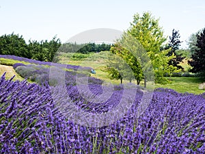 Lavender fields blooming on a farm in Sequim