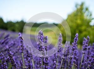 Lavender fields blooming on a farm in Sequim