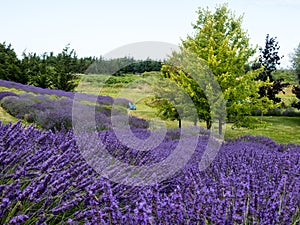 Lavender fields blooming on a farm in Sequim