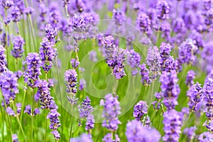 Lavender fields in close up detail, wild purple lavender flowers growing outside