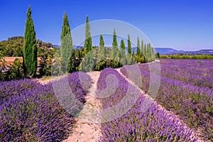 Lavender fields and cypress trees in Provence, France