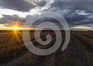 Lavender fields with dark clouds, captured on July 27, 2019.