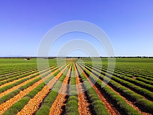 Lavender fields. Early morning in spring time, Brihuega