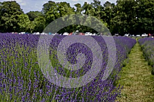 Lavender fields in England
