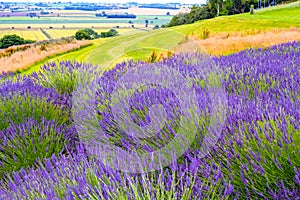 Lavender fields in England, United Kingdom