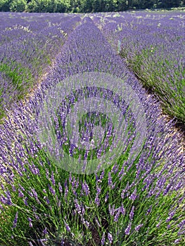 Lavender fields for essential oils