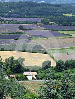 Lavender fields for essential oils