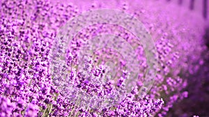 Lavender fields with fragrant purple flowers bloom at sunset. Lush lavender bushes in endless rows. Organic Lavender Oil