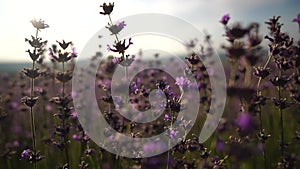 Lavender fields with fragrant purple flowers bloom at sunset. Lush lavender bushes in endless rows. Organic Lavender Oil