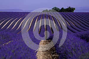 Lavender fields in France