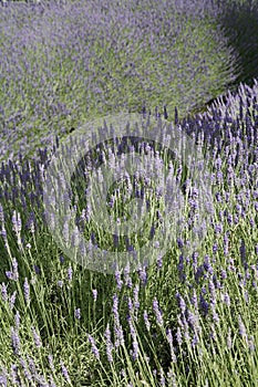 Lavender fields in France