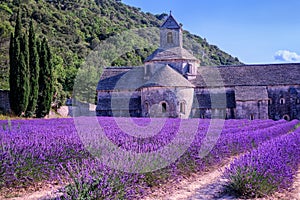 Lavender fields, France