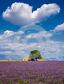 Lavender fields in the heart of Valensole, Southern France