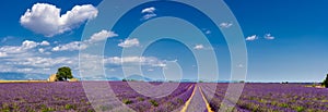 Lavender fields in the heart of Valensole, Southern France photo