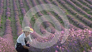 Lavender Fields Herb Farm. A woman farmer in a field checks the bushes of flowering lavender