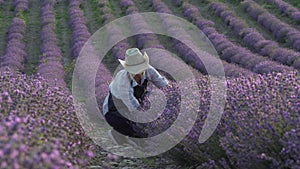 Lavender Fields Herb Farm. A woman farmer in a field checks the bushes of flowering lavender