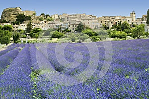 Lavanda campo Francia 