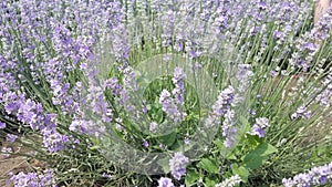 lavender fields in July, Bulgaria