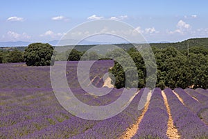 Lavender fields in La Alcarria, Spain photo