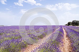 Lavender fields in La Alcarria, Spain photo