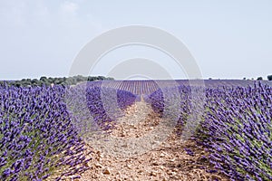 Lavender fields landscape in La Alcarria photo