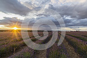 Lavender fields with light clouds, captured on July 27, 2019.