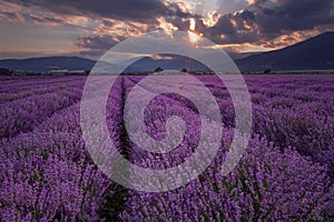 Lavender fields. Magnificent image of lavender field. Summer sunset landscape, contrasting colors. Dark clouds, dramatic sunset