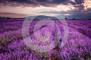 Lavender fields. Magnificent image of lavender field. Summer sunset landscape, contrasting colors. Dark clouds, dramatic sunset