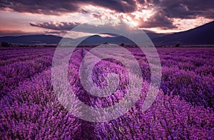 Lavender fields. Magnificent image of lavender field. Summer sunset landscape, contrasting colors. Dark clouds, dramatic sunset