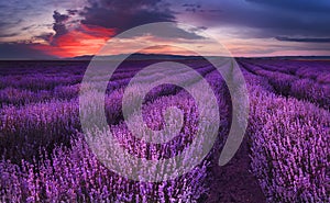 Lavender fields. Magnificent image of lavender field. Summer sunset landscape, contrasting colors. Dark clouds, dramatic sunset photo