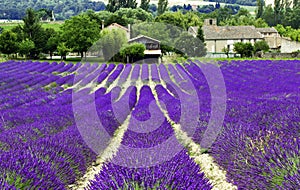 Lavender Fields near Cereste