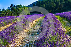 Lavender fields near the French Provence