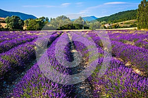 Lavender fields near the French Provence