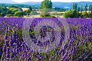 Lavender fields near the French Provence