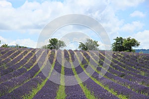 Lavender fields near Sault, France